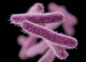 7 أمراض ناجمة عن البكتيريا